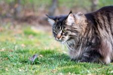 16 melhores raças de gatos para pegar ratos: como escolher o caminho certo!