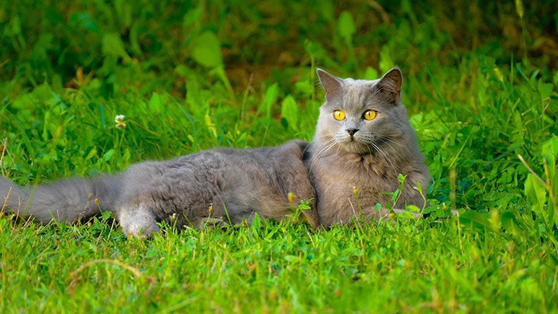 gato chartreux deitado na grama