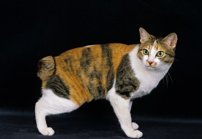 gato bobtail japonês