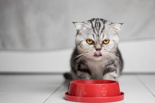 11 melhores alimentos para gatos liofilizados em 2022 – avaliações e principais escolhas